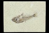 Bargain 2.4" Fossil Fish (Diplomystus) - Green River Formation - #129595-1